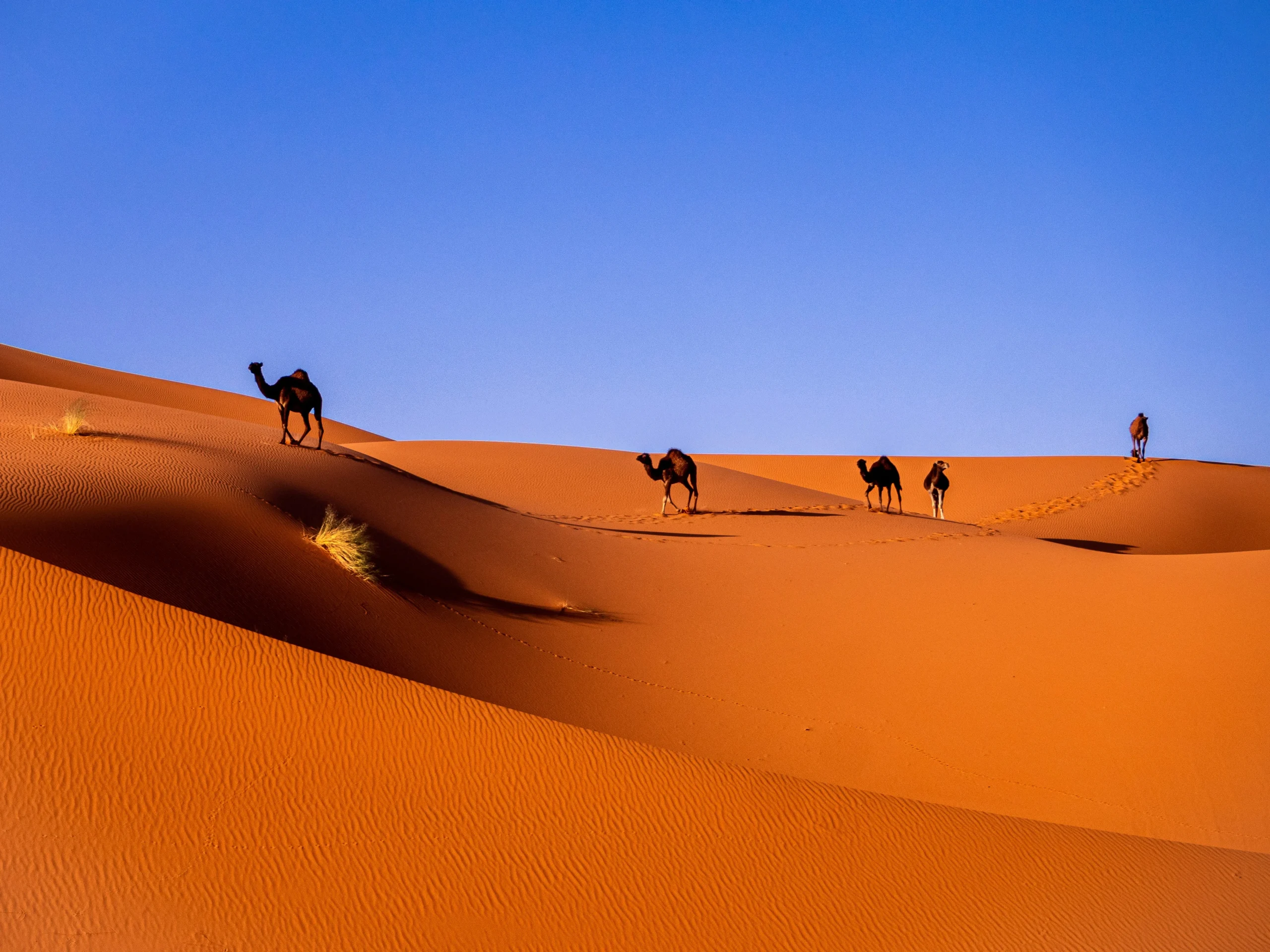 best travel morocco and best time to visit morocco
