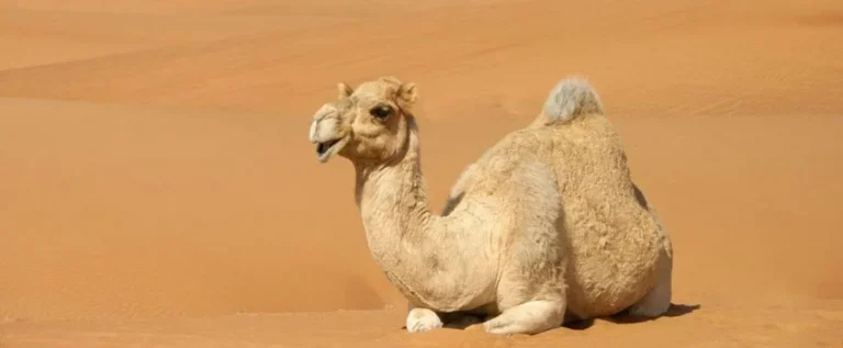 Camel Riding in the Desert