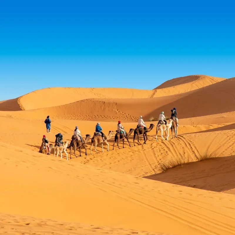 Camel Ride Morocco Adventure T